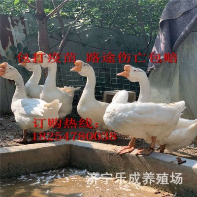 批发狮头鹅苗 白狮头鹅成活率高 狮头鹅种苗多少钱 买十送二图5