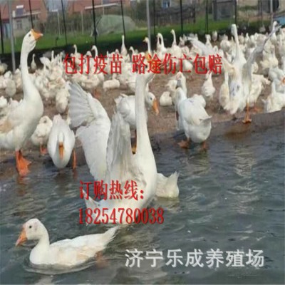 小鹅活苗正宗特大种狮头鹅活苗汕头特大型狮子头鹅苗朗德鹅苗活苗图2