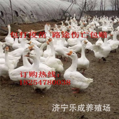 小鹅活苗正宗特大种狮头鹅活苗汕头特大型狮子头鹅苗朗德鹅苗活苗图3