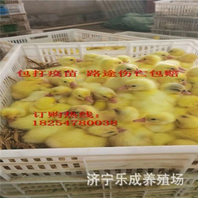 小鹅活苗正宗特大种狮头鹅活苗汕头特大型狮子头鹅苗朗德鹅苗活苗图4