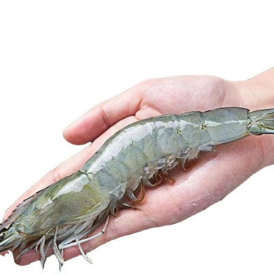 养殖大虾特大鲜活基围虾新鲜海虾盐冻虾整箱海水虾海鲜批发图5