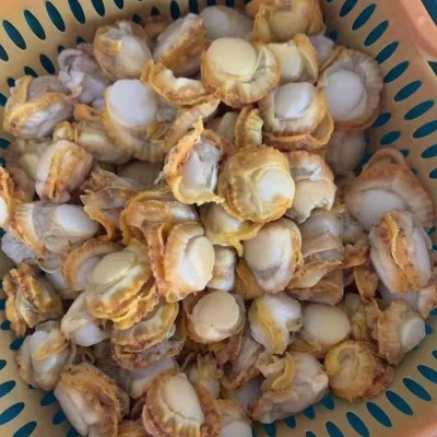 福建黄金扇贝活鲜冷冻 商用烧烤料理扇贝 鲜活现剥海鲜水产批发图4