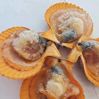 福建黄金扇贝活鲜冷冻 商用烧烤料理扇贝 鲜活现剥海鲜水产批发图3