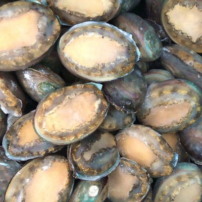 冻干鲍鱼6-12头鲍鱼 海鲜水产酒店佛跳墙食材 带壳活冻大鲍鱼批发图2