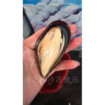 半壳蓝口贝 7成货 火锅自助餐佳品 贝类大量现货青口蓝口贝类食材图4