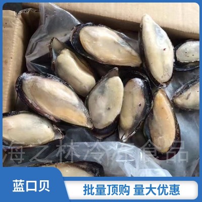 半壳蓝口贝 7成货 火锅自助餐佳品 贝类大量现货青口蓝口贝类食材图5