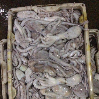 伟隆1-2条长腿八爪鱼章鱼有墨海鲜 冷冻章 鱼新鲜发货图3