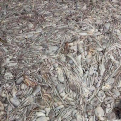 伟隆1-2条长腿八爪鱼章鱼有墨海鲜 冷冻章 鱼新鲜发货图4