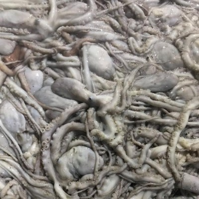 伟隆1-2条长腿八爪鱼章鱼有墨海鲜 冷冻章 鱼新鲜发货图5