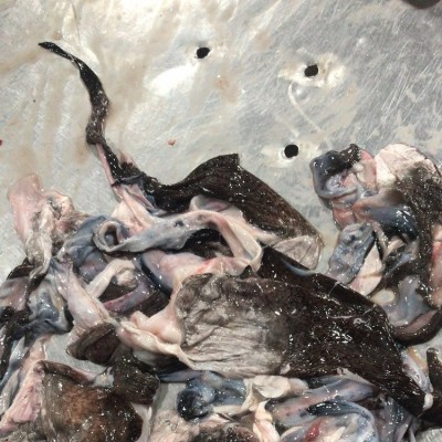 安 康皮皮鱼 新鲜冷冻水产生鲜海捕鮟鱇鱼去内脏带肝带肚蛤蟆鱼图4