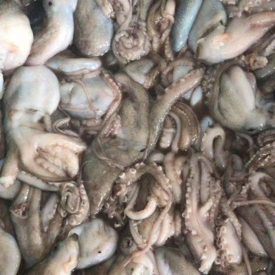 伟隆章鱼黄章 不包冰冷冻保存章 鱼 当天捕捞新鲜发货图4