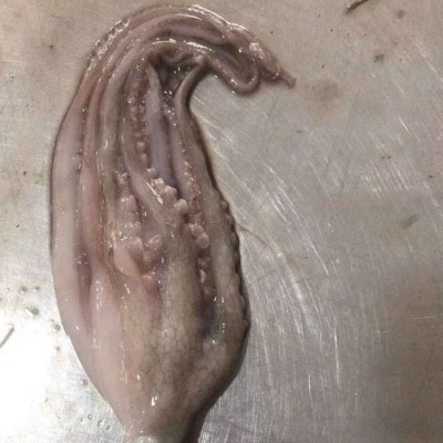 伟隆章鱼黄章 不包冰冷冻保存章 鱼 当天捕捞新鲜发货图5