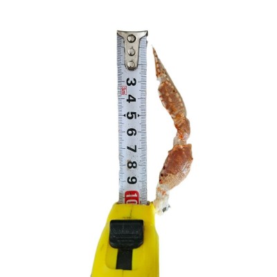 扁蟹脚螃蟹钳牛达蟹脚东山海鲜炒菜武汉钳王自助餐小炒拥剑梭子蟹图5