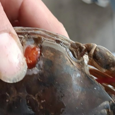 2-6两冻膏蟹胖哥红膏蟹红鲟青蟹浙江活冻猷蠓螃蟹全母蟹煲生腌蟹图3