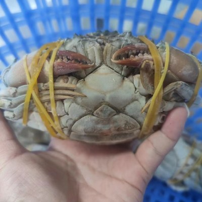 2-6两冻膏蟹胖哥红膏蟹红鲟青蟹浙江活冻猷蠓螃蟹全母蟹煲生腌蟹图2