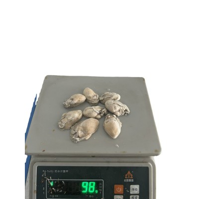 新鲜速冻生蚝海蛎子牡蛎当天现剥生蚝肉自助餐蚝烙去壳台湾美食图5