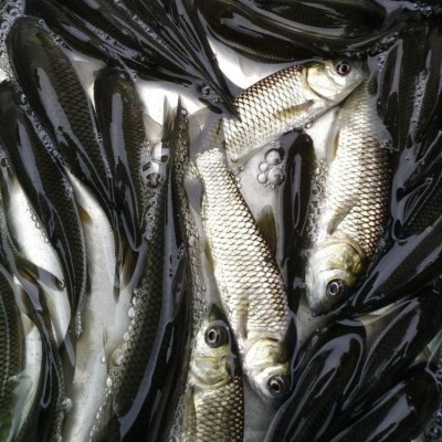 生态草鱼苗 水库鱼塘养殖专用淡水鱼 鱼产业基地专供优质水产图4