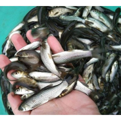 生态草鱼苗 水库鱼塘养殖专用淡水鱼 鱼产业基地专供优质水产图5
