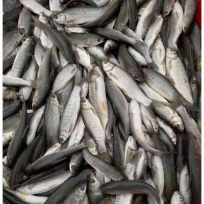 生态草鱼苗 水库鱼塘养殖专用淡水鱼 鱼产业基地专供优质水产图2