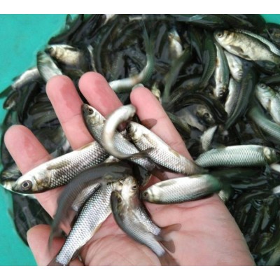 生态草鱼苗 水库鱼塘养殖专用淡水鱼 鱼产业基地专供优质水产图3