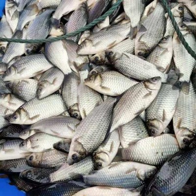 中科三号鲫鱼苗 生态淡水鱼水库养殖基地 不易生病图2