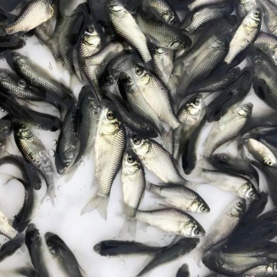 中科三号鲫鱼苗 生态淡水鱼水库养殖基地 不易生病图3