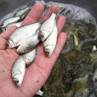 中科三号鲫鱼苗 生态淡水鱼水库养殖基地 不易生病图4