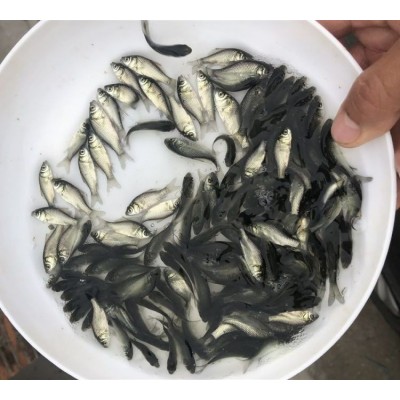 中科三号鲫鱼苗 生态淡水鱼水库养殖基地 不易生病图5