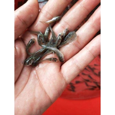 广东批发叉尾鱼苗高产量无病害 云南鮰鱼苗图3