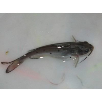 广东批发叉尾鱼苗高产量无病害 云南鮰鱼苗图5