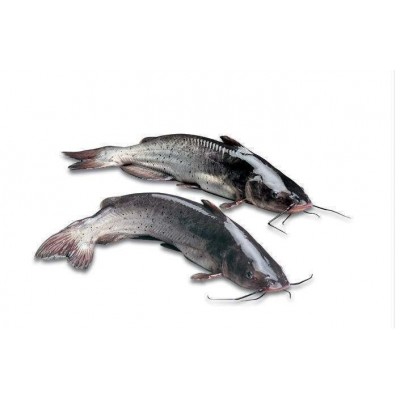 广东批发叉尾鱼苗高产量无病害 云南鮰鱼苗图2