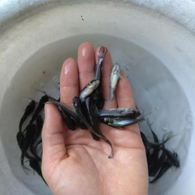 广东批发叉尾鱼苗高产量无病害 云南鮰鱼苗图4