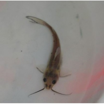 广东批发叉尾鱼苗全国均可发货 河南斑点叉尾鮰鱼苗图2