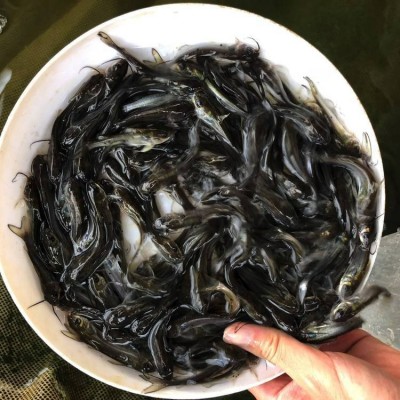 广东批发叉尾鱼苗全国均可发货 河南斑点叉尾鮰鱼苗图5