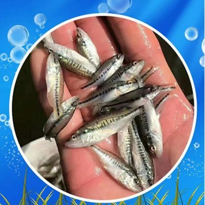 淡水加州鲈鱼苗 反季节苗 3-4厘米优鲈1号鱼苗 宏利发图5