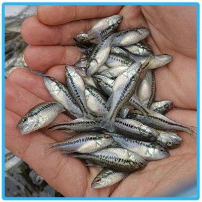 淡水加州鲈鱼苗 反季节苗 3-4厘米优鲈1号鱼苗 宏利发图3