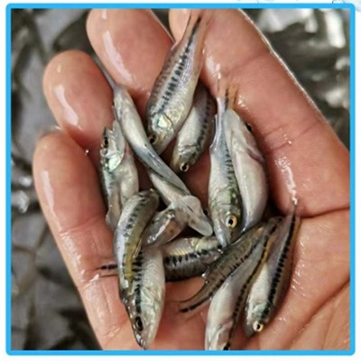 淡水加州鲈鱼苗 反季节苗 3-4厘米优鲈1号鱼苗 宏利发图4