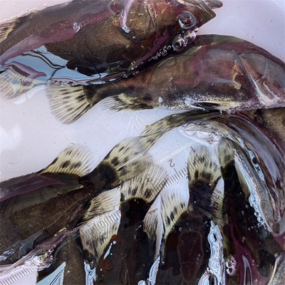 2-6厘米翘嘴桂花鱼苗 饲料鳜 宏利发淡水人工养殖翘嘴鱼定制图3