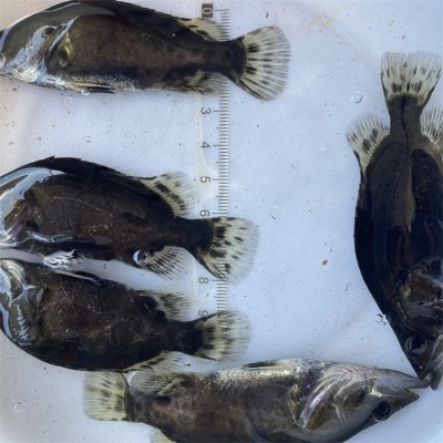 2-6厘米翘嘴桂花鱼苗 饲料鳜 宏利发淡水人工养殖翘嘴鱼定制图5