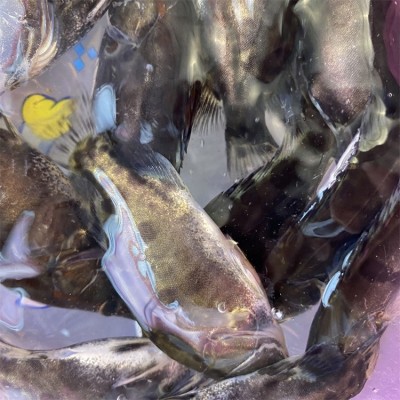 2-6厘米翘嘴桂花鱼苗 饲料鳜 宏利发淡水人工养殖翘嘴鱼定制图4