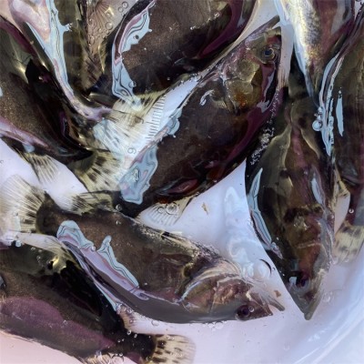 2-6厘米翘嘴桂花鱼苗 饲料鳜 宏利发淡水人工养殖翘嘴鱼定制图2