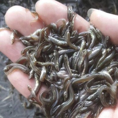 港达水产泥鳅鱼苗 淡水人工养殖3-6公分高成活率本地泥鳅苗图3