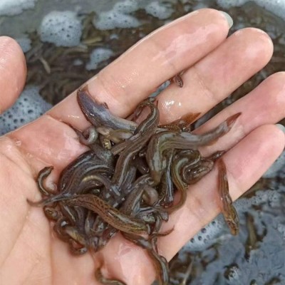 港达水产泥鳅鱼苗 淡水人工养殖3-6公分高成活率本地泥鳅苗图5