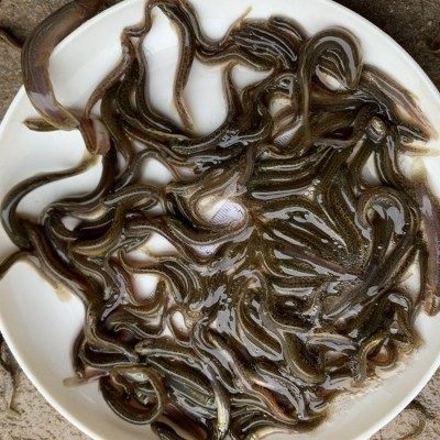 港达水产泥鳅鱼苗 淡水人工养殖3-6公分高成活率本地泥鳅苗图4