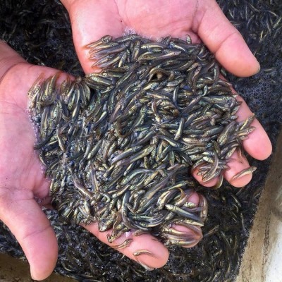 港达水产泥鳅鱼苗 淡水人工养殖3-6公分高成活率本地泥鳅苗图2