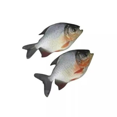 淡水白鲳鱼苗 易养殖高成活红鲳银鲳鱼 短盖巨脂鲤鱼养殖场供应图4