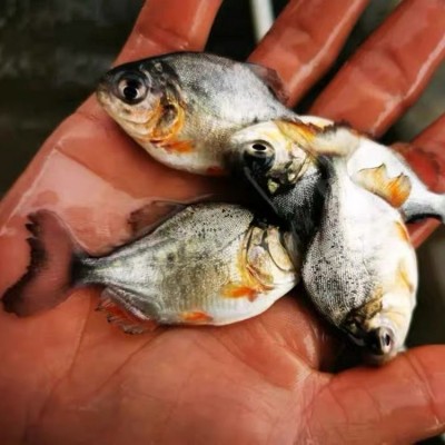 淡水白鲳鱼苗 易养殖高成活红鲳银鲳鱼 短盖巨脂鲤鱼养殖场供应图5