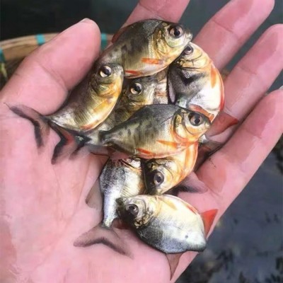 淡水白鲳鱼苗 易养殖高成活红鲳银鲳鱼 短盖巨脂鲤鱼养殖场供应图3