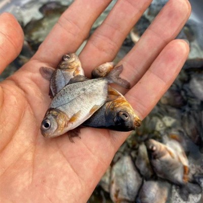 淡水白鲳鱼苗 易养殖高成活红鲳银鲳鱼 短盖巨脂鲤鱼养殖场供应图2