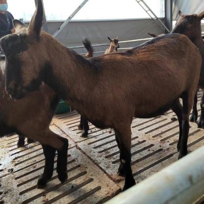 成年红鹿奶山羊 繁殖改良产奶羊养殖 抗病性强图3